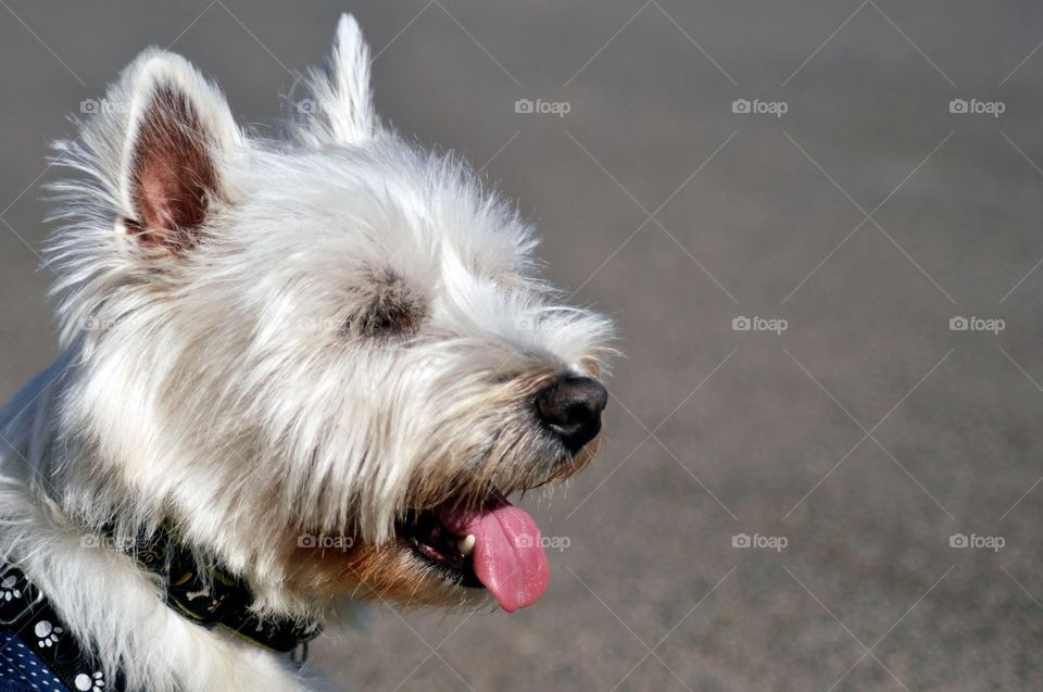 Dog with hanging tongue
