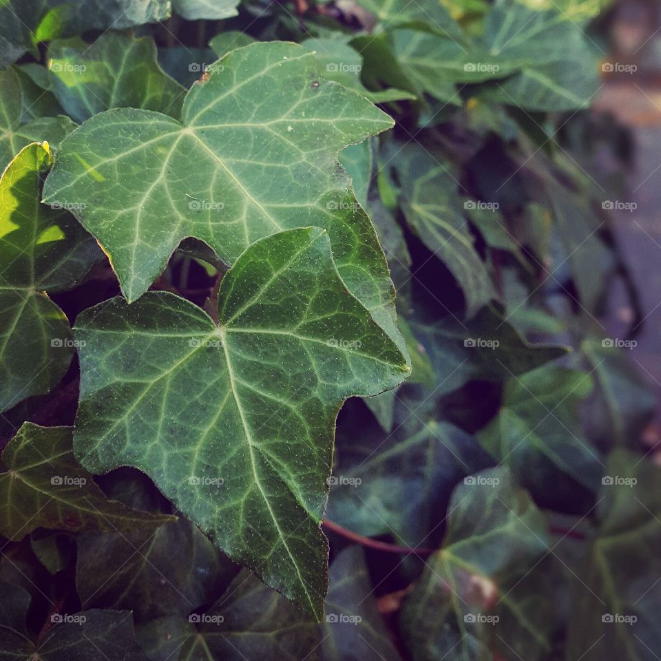 Leaf, No Person, Flora, Nature, Ivy