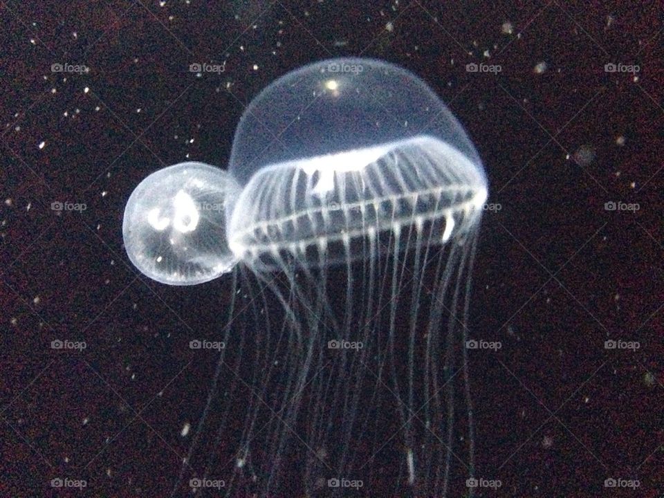 Jelly fish