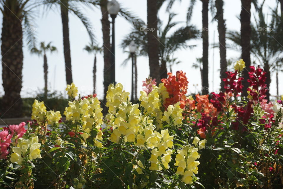 Flower#palms#nature#colors