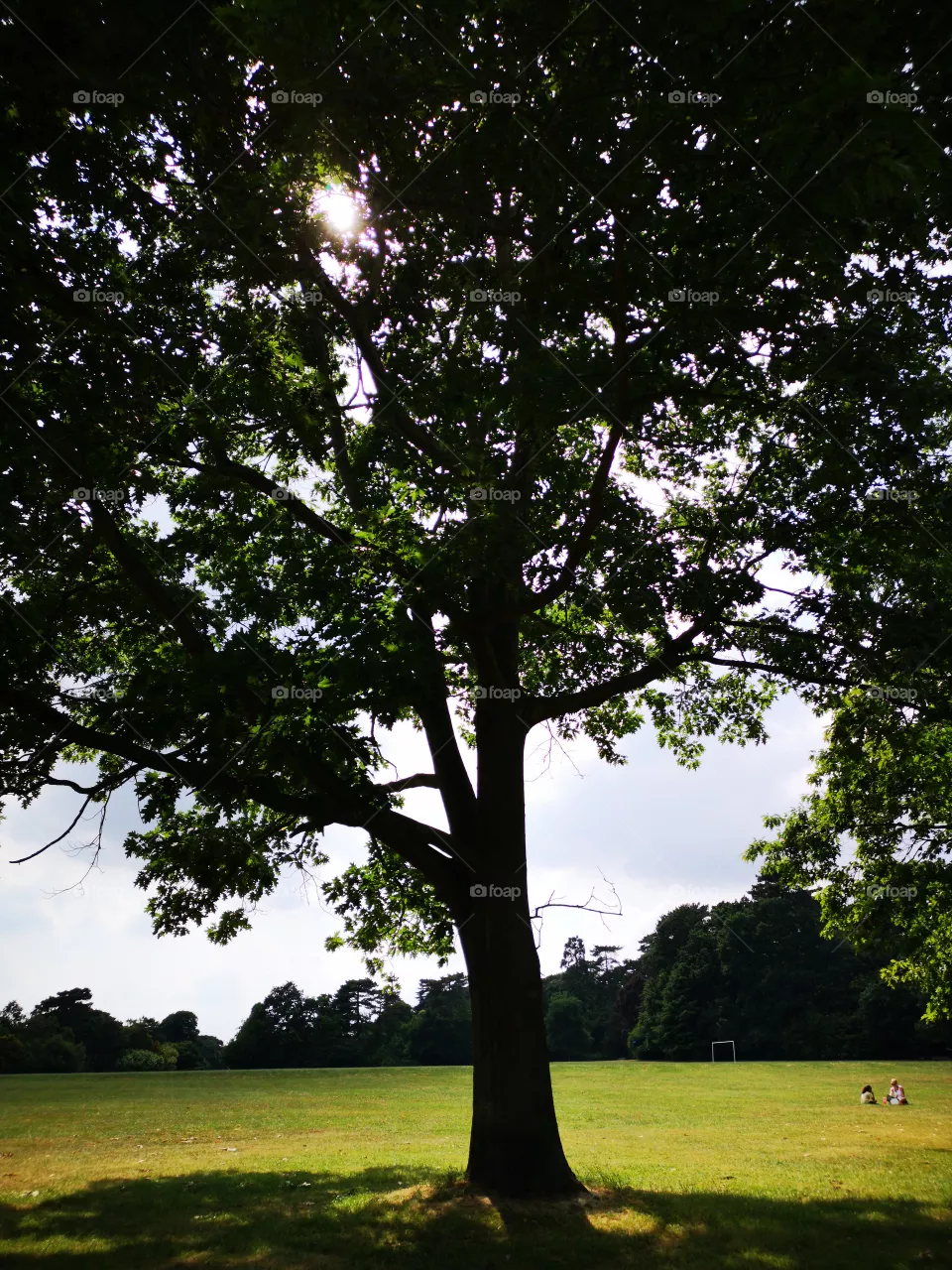 tree