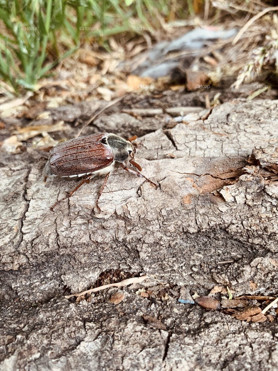 June bug crawling at tree
