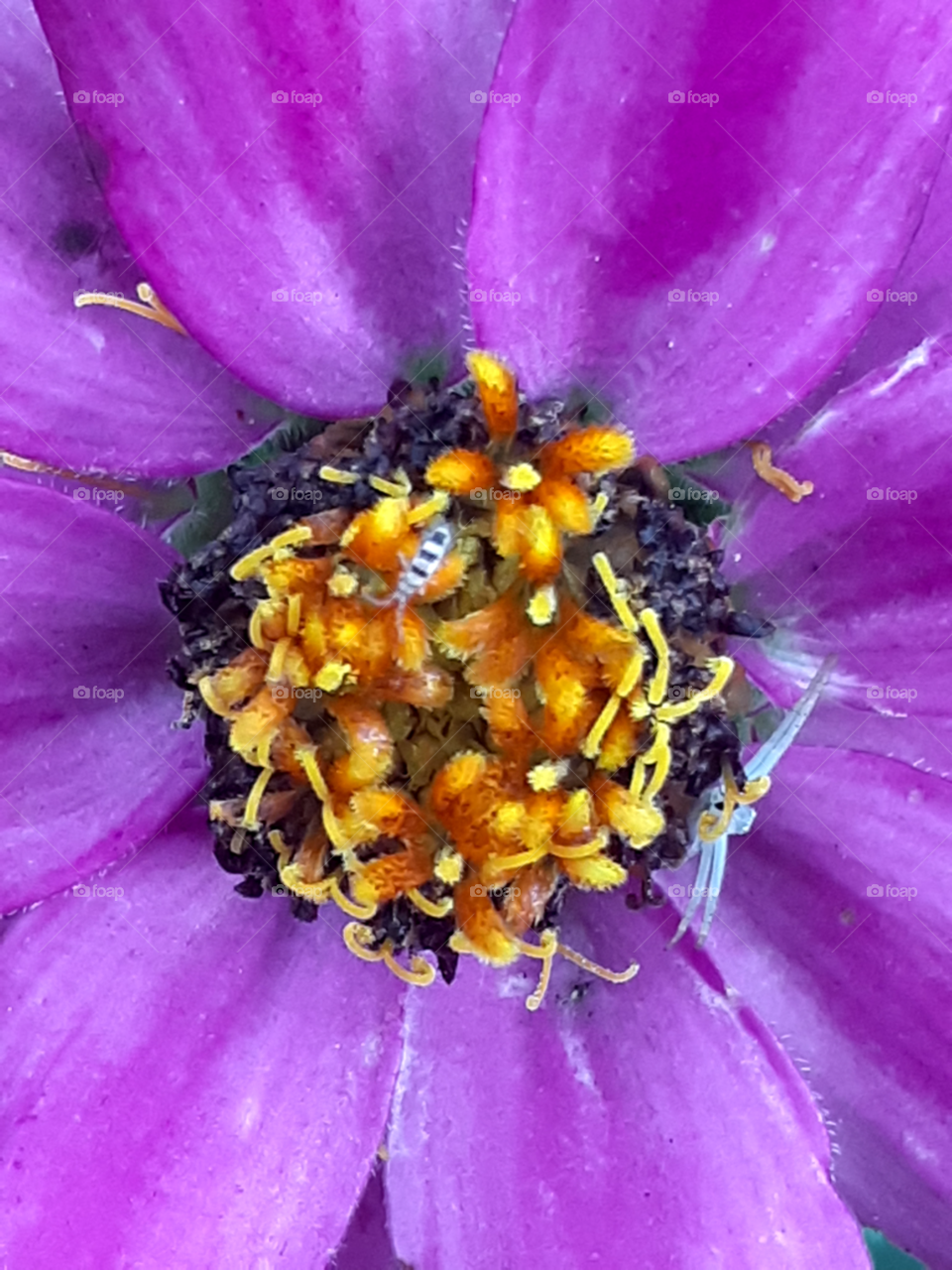 portrait of a flower