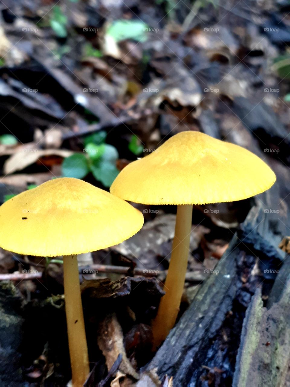 hygrocybe cinereifolia