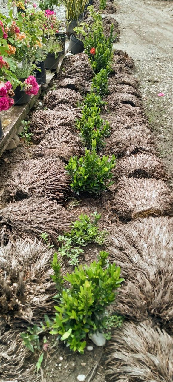 Organic fertilization of empty oil palm bunches on flower plants.