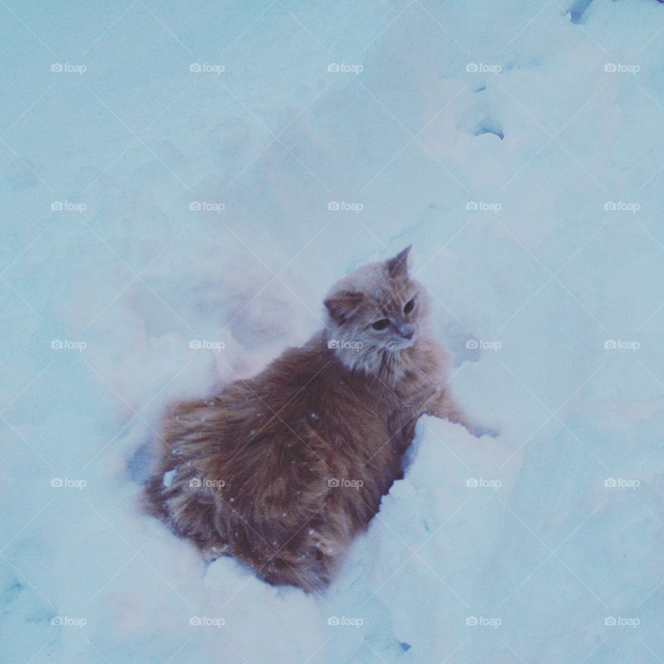 Snow cat