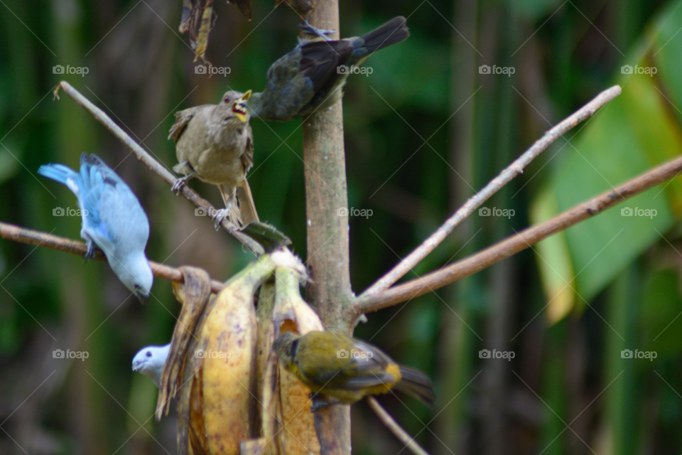 Birds