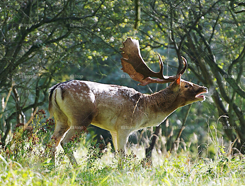 nature wood male fight by KathOnEarth