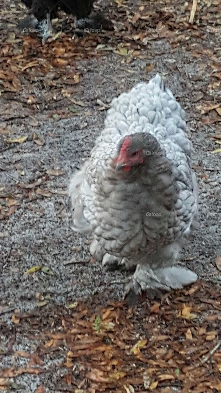 Hen