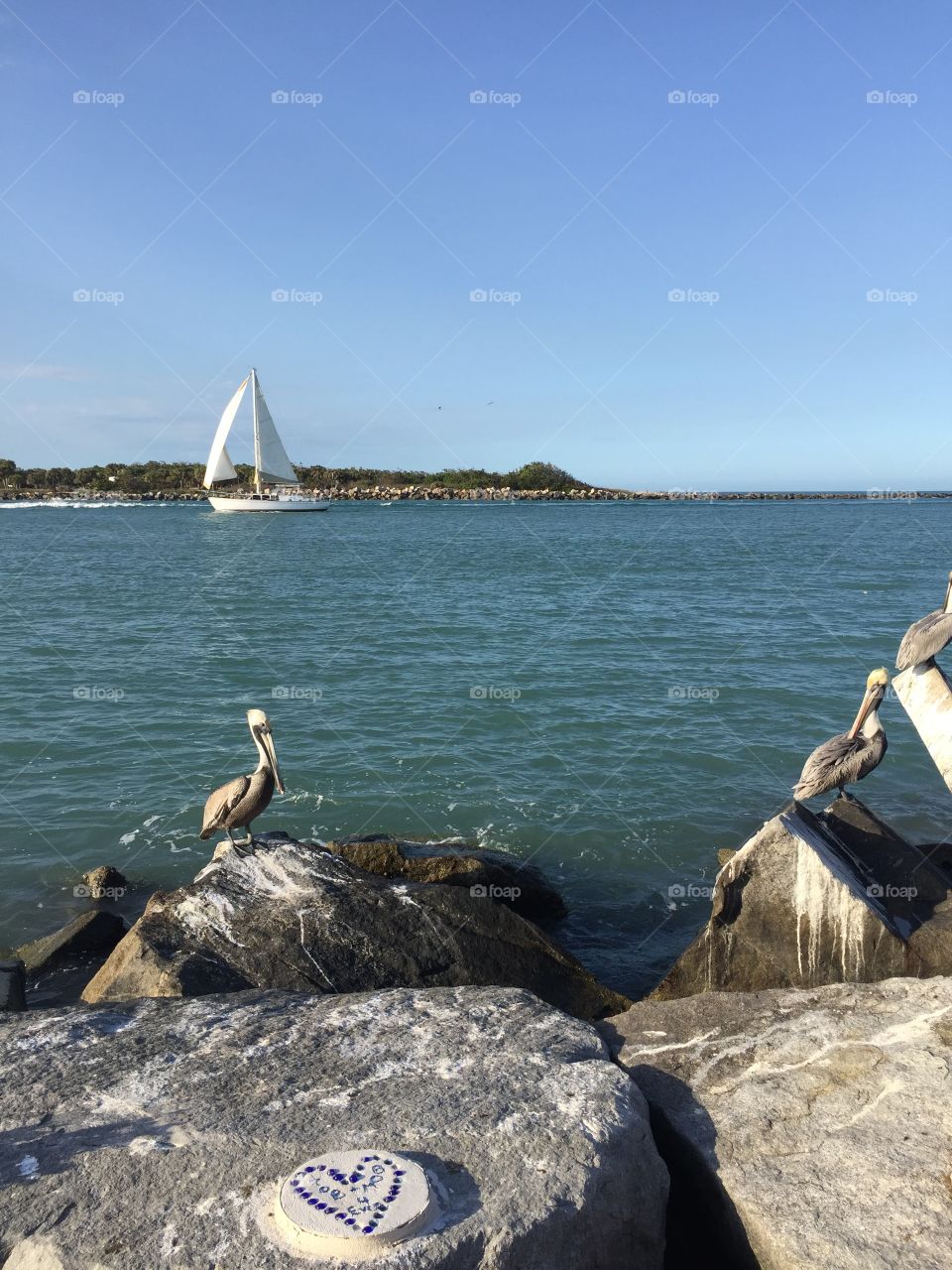 Peaceful water scene with sailboat and pelican and rocks