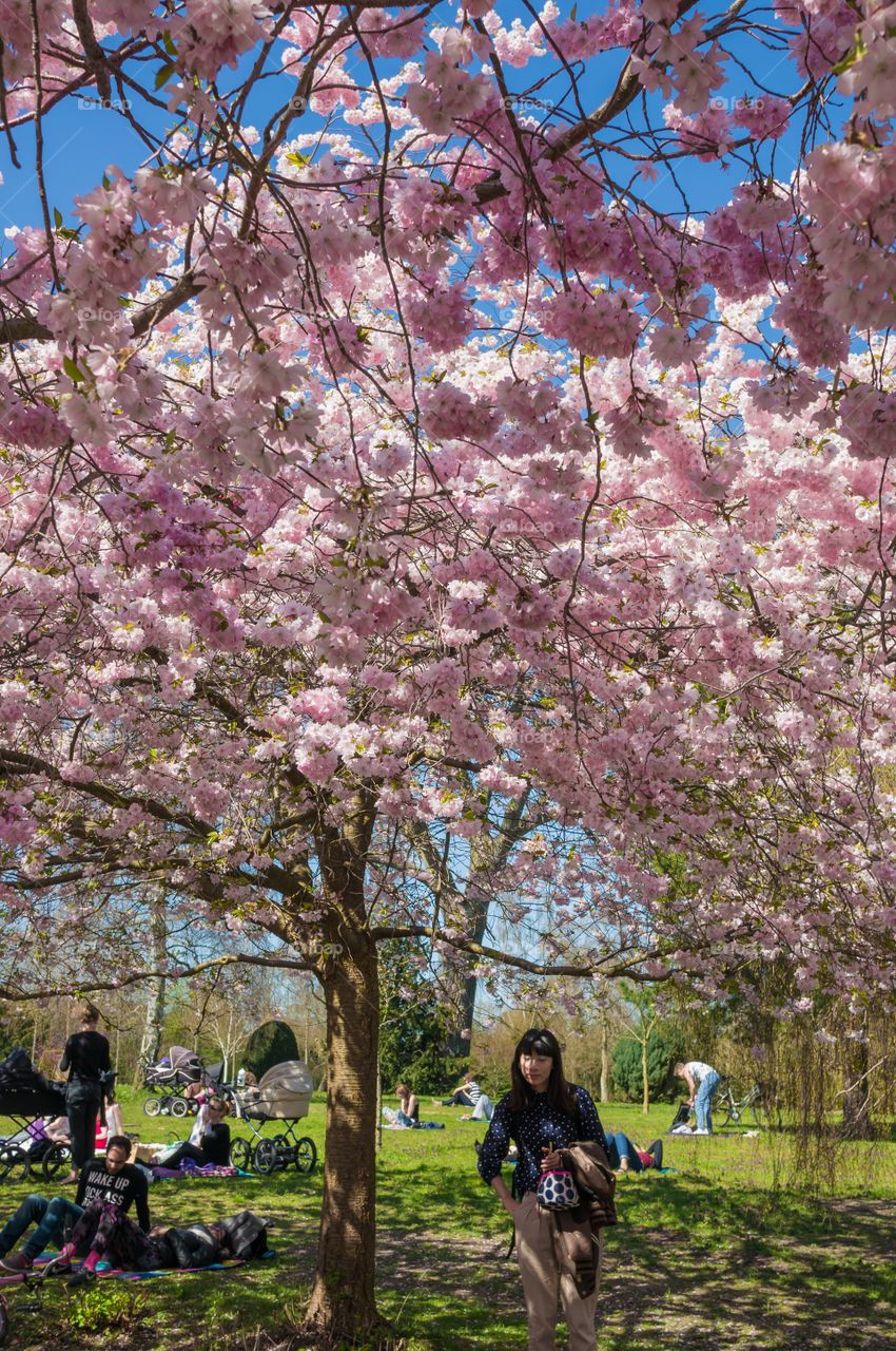 Pink park