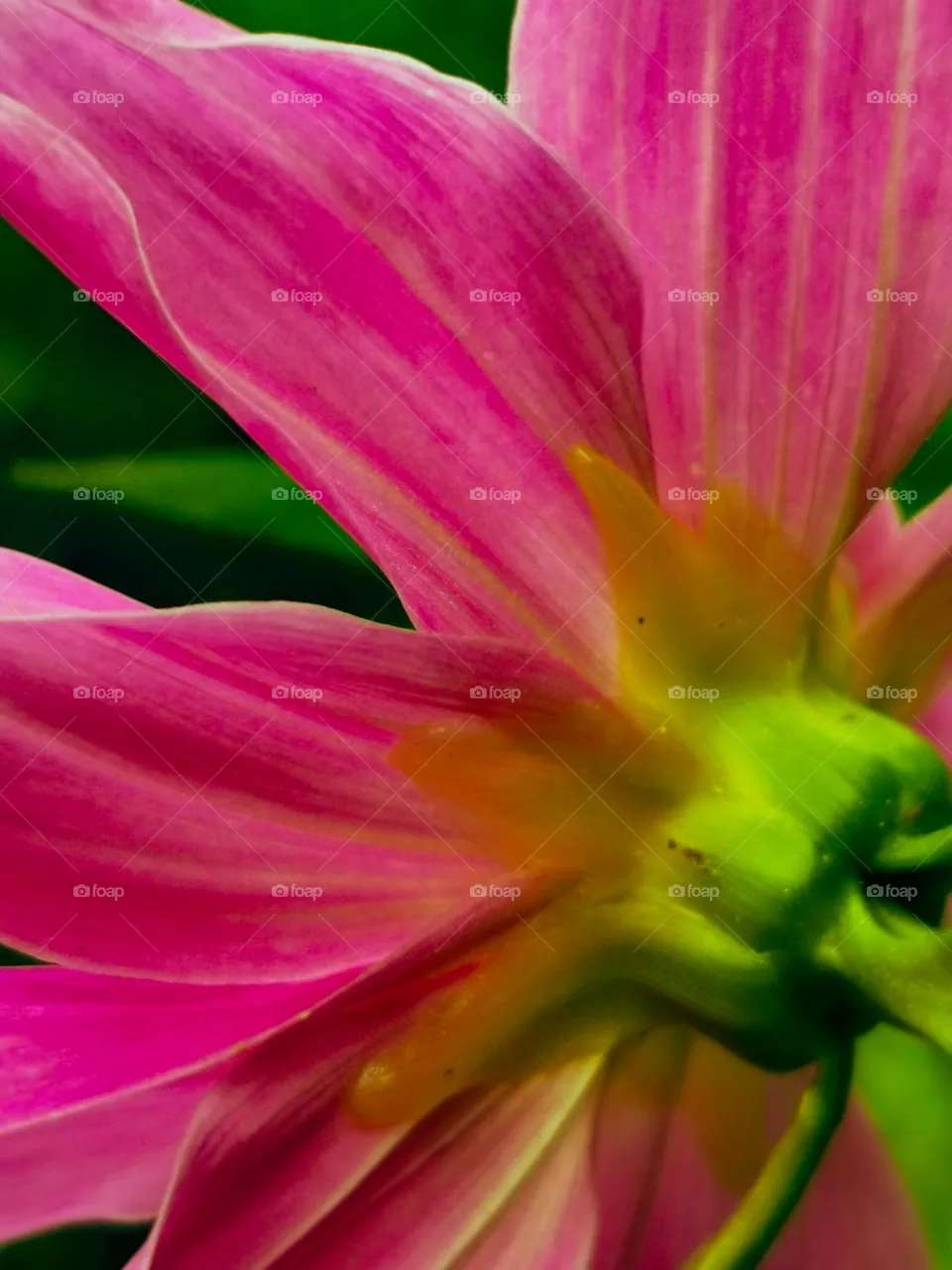 Petals