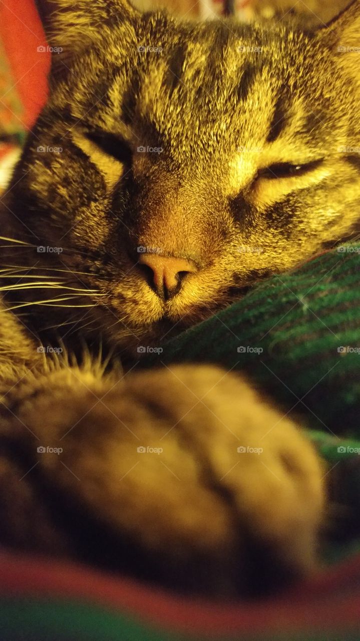 cat nap