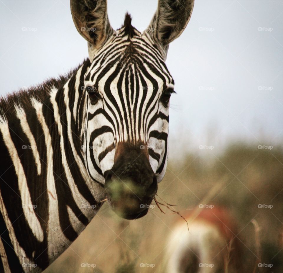 Zebra in the Serengeti 