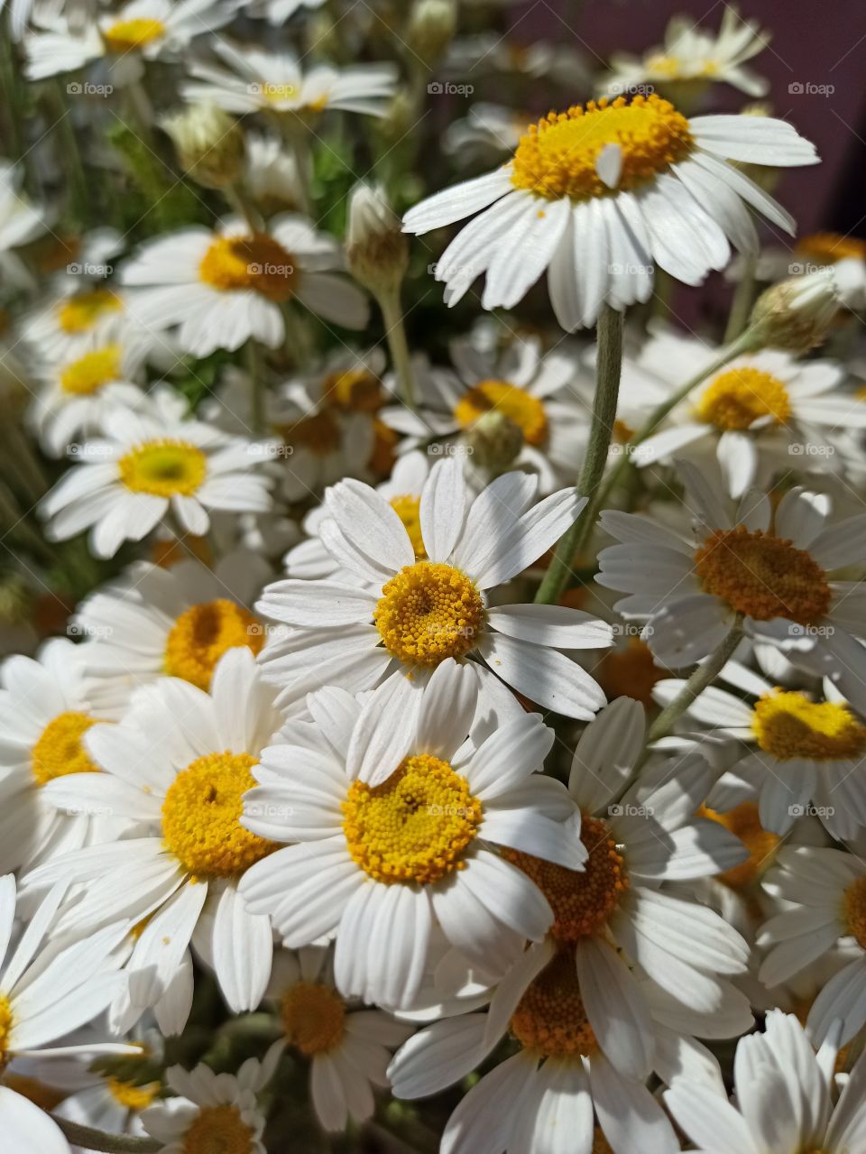Chamomile. Wildflower.
