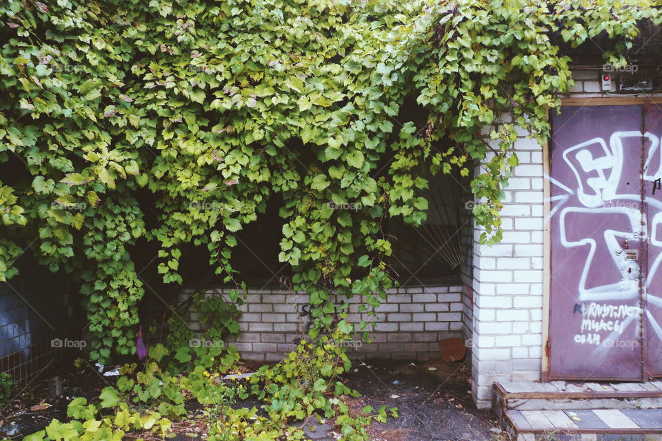 old building braided with vineyard