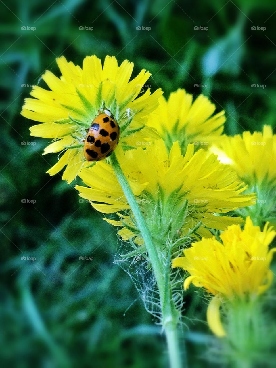 Lady bug on wildflower