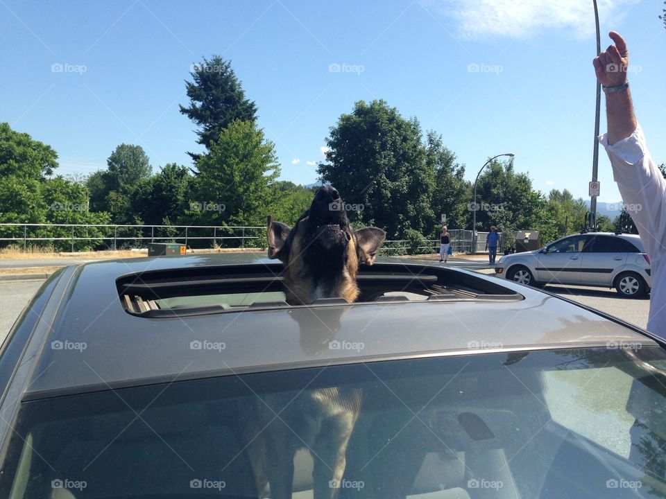 Dog in car window. German shepherd howling. German shepherd dog howling through car sunroof