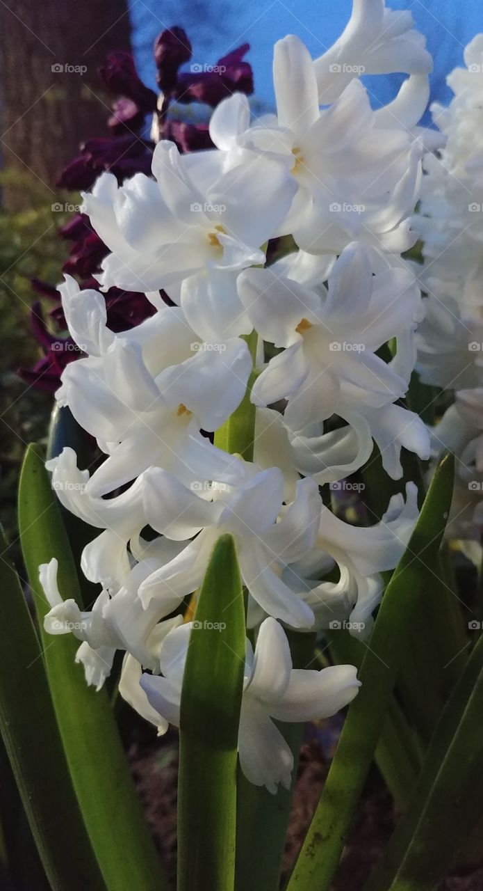 blkme weiß grün Frühling