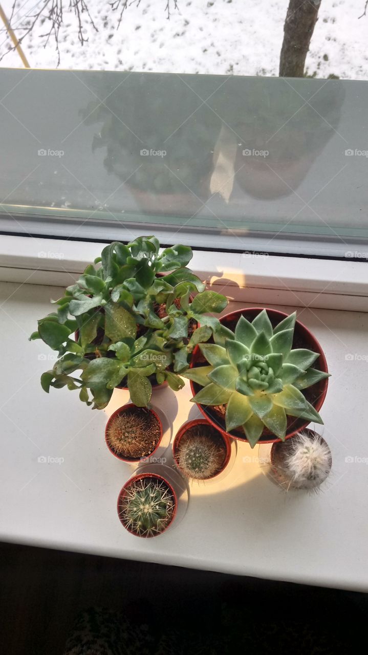 My succulents.