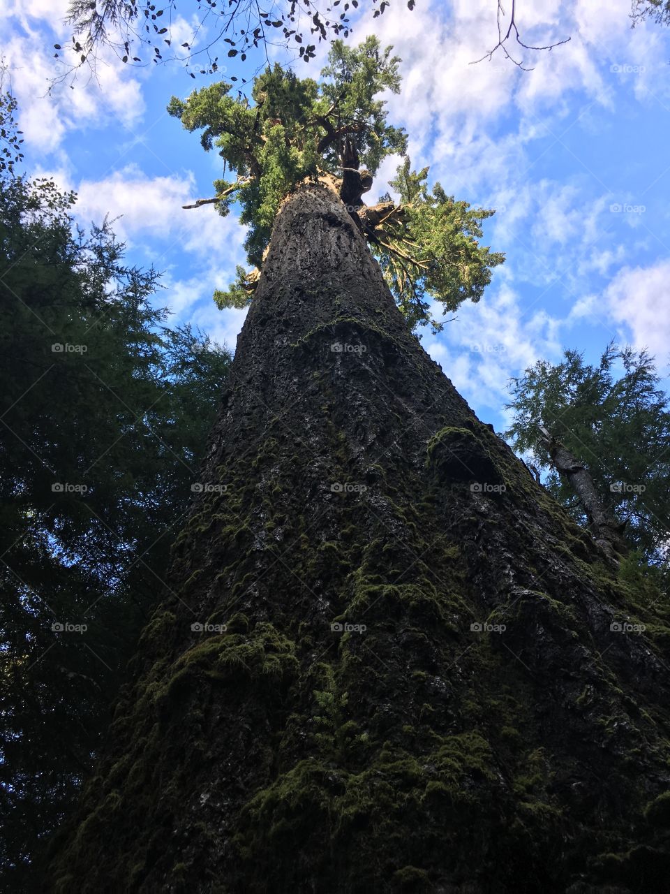 The Red Creek Fir. It's the world's largest Douglas Fir tree. 