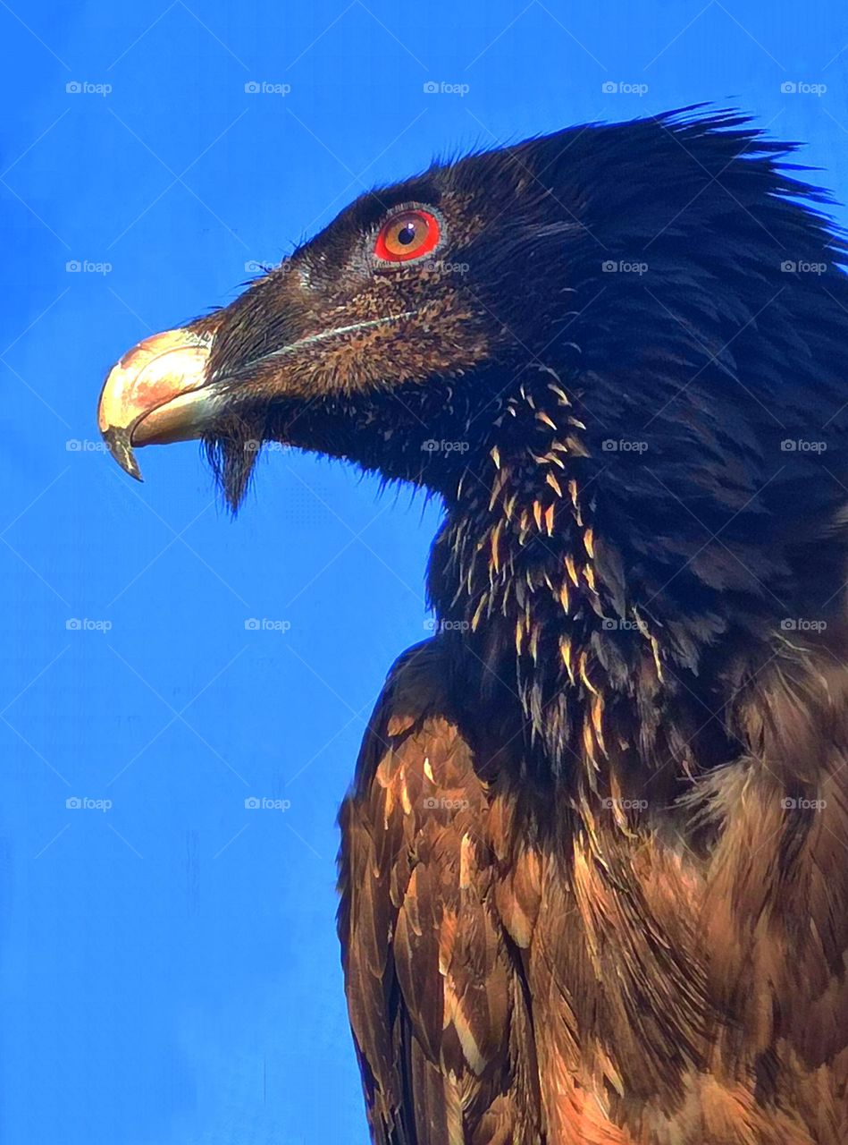 Portrait of a black vulture against a blue sky