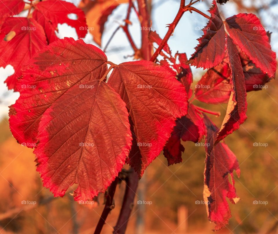Beautiful autumn leaves on the tree