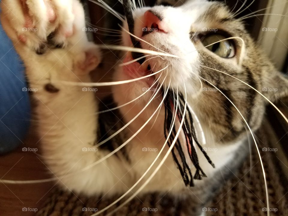 whiskers closeup