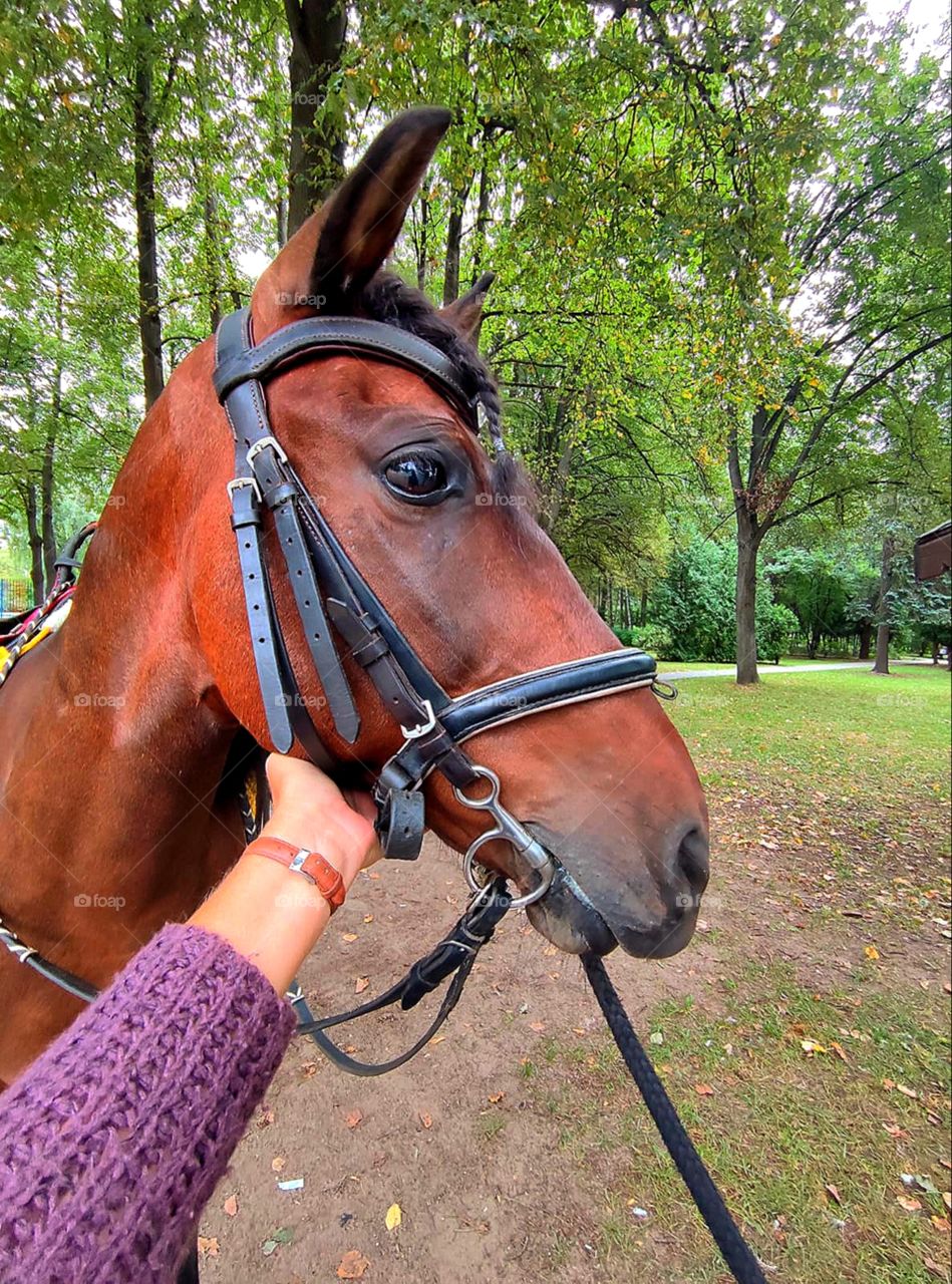 The hand holds the horse's muzzle.  Side view