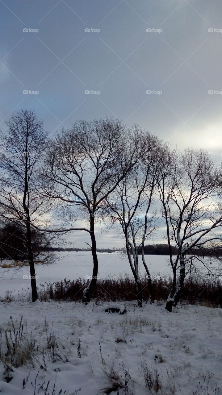 Scenics view of bare trees during winter