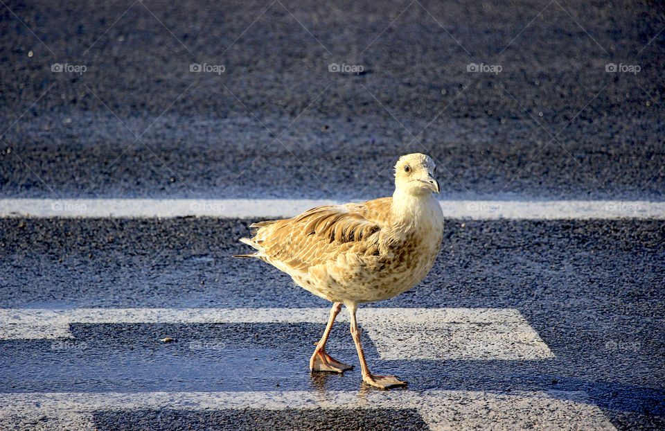 Seabird on the road