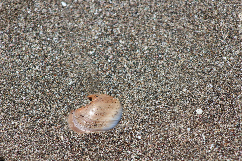 Sand, Beach, Seashore, Seashell, Shell