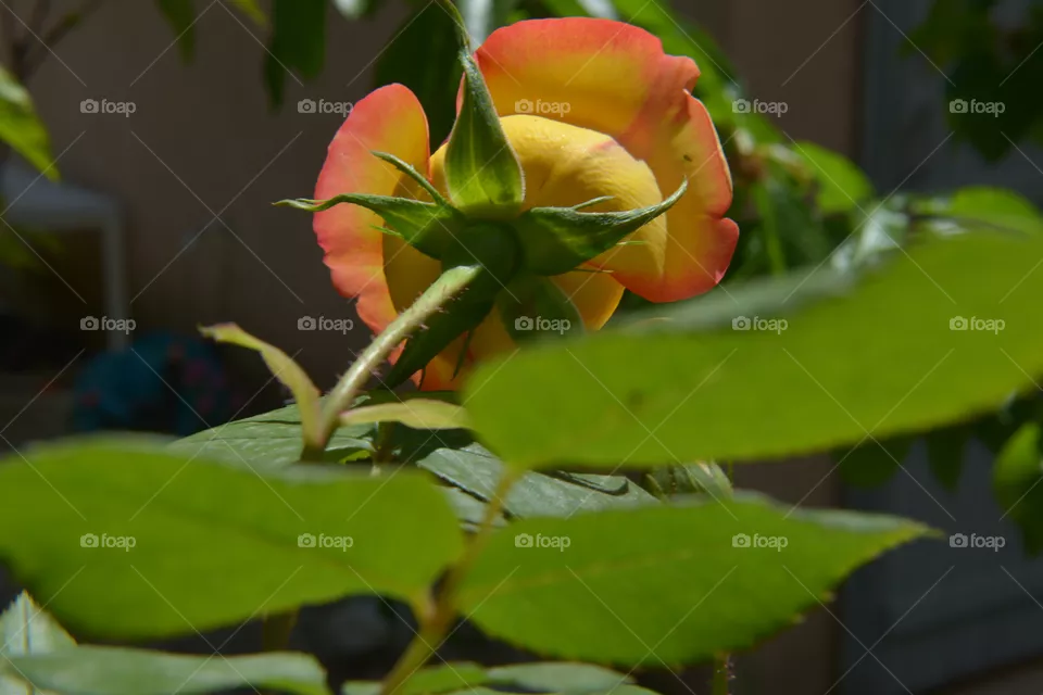 rose