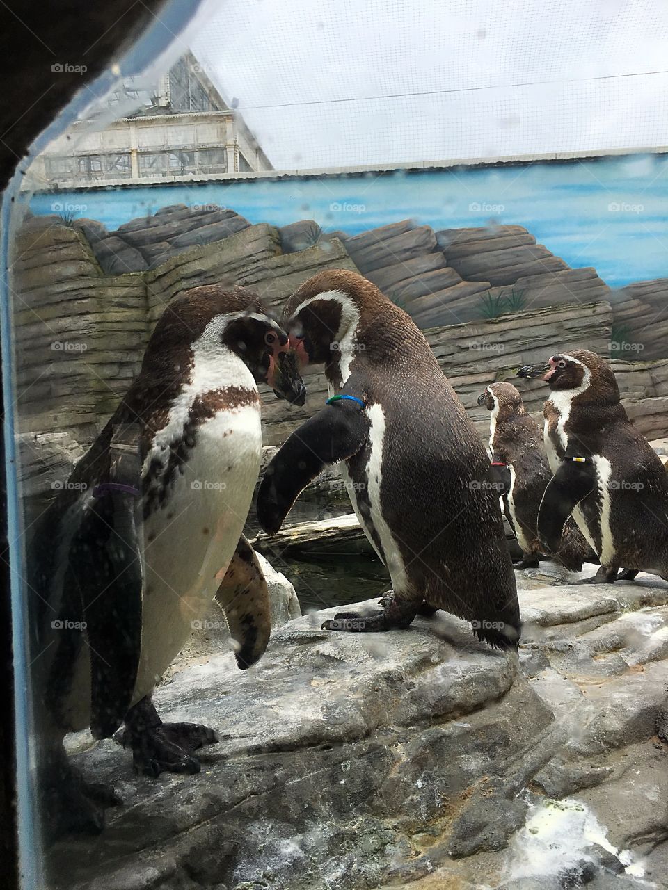 Happy penguins 