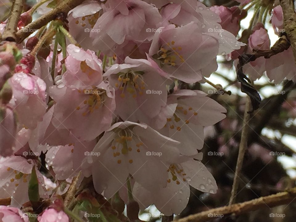 Cherry blossoms make me smile