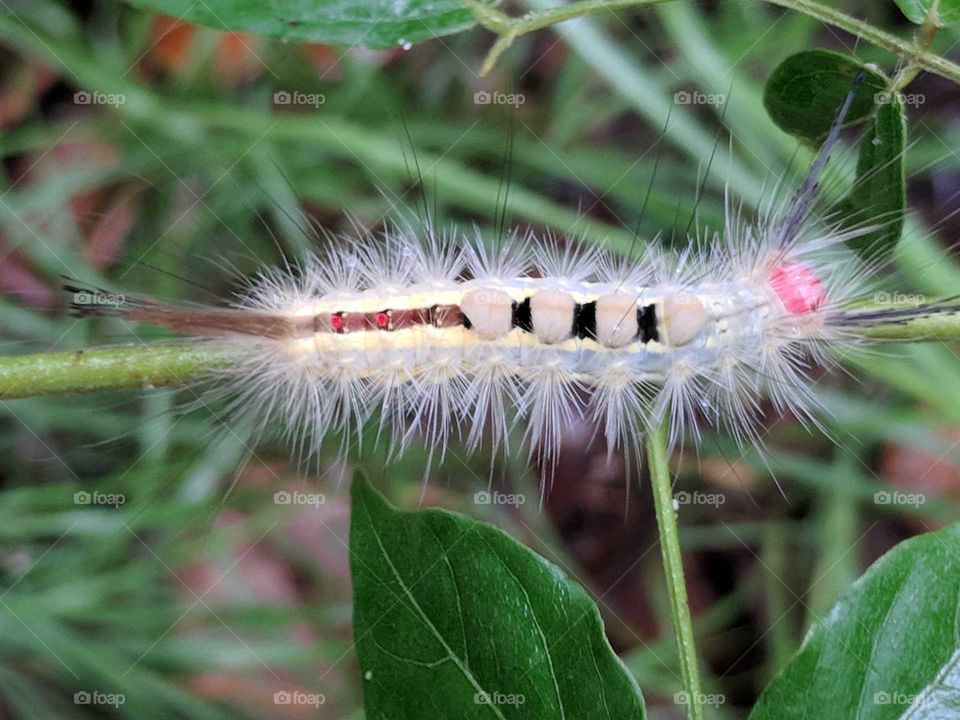 White-Marked Tussock Caterpillar