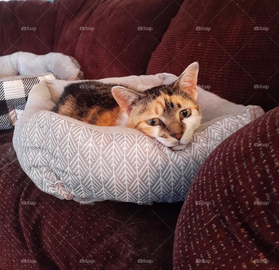 My sweet calico cat Daisy is laying in a cat bed on a burgundy loveseat. Her head is resting on the side of the cat bed and she looks sad.