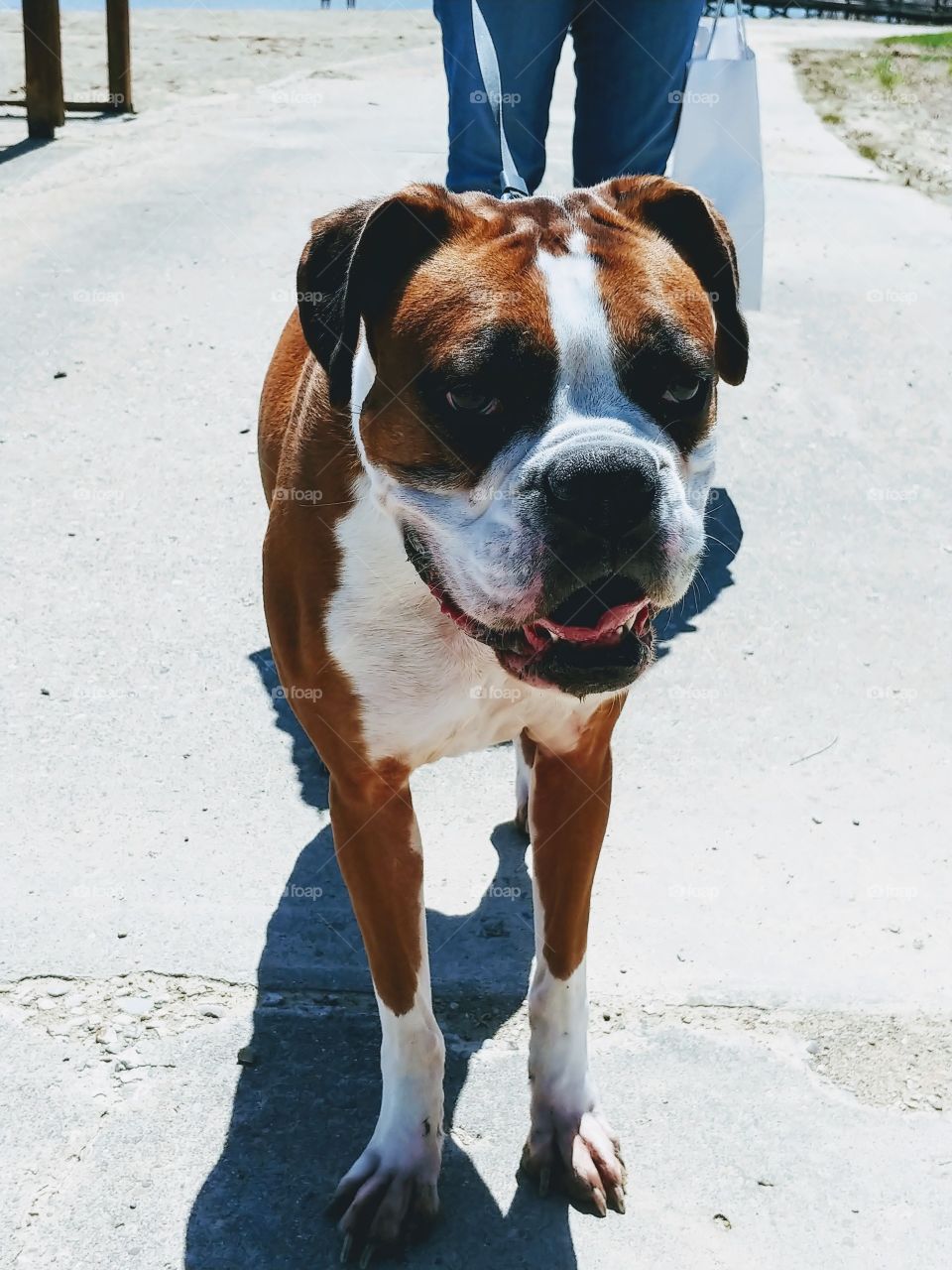 A friendly boxer walking around a park in Indiana on a warm spring day