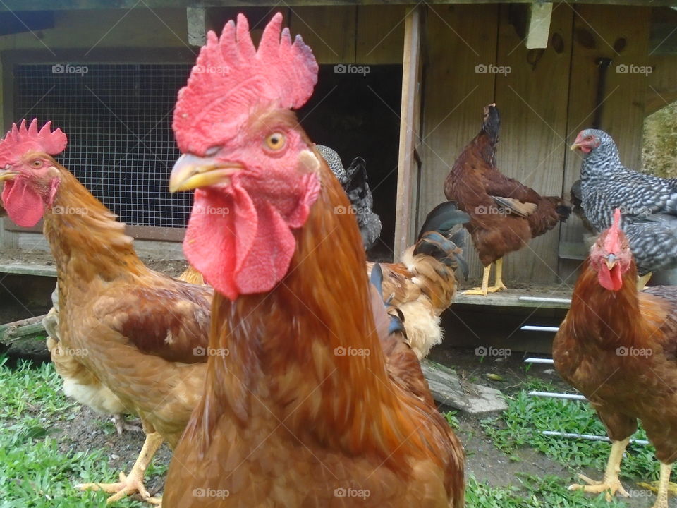 HAHN, ROOSTER, GALO.