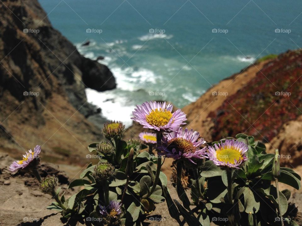 Flowers blossoming on hillside near the ocean.