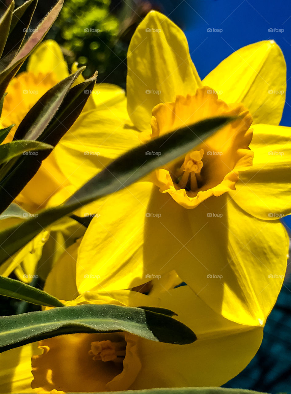 Daffodil Hide & Seek 