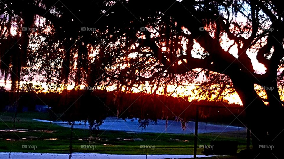 Tree, Landscape, Light, Park, Dawn