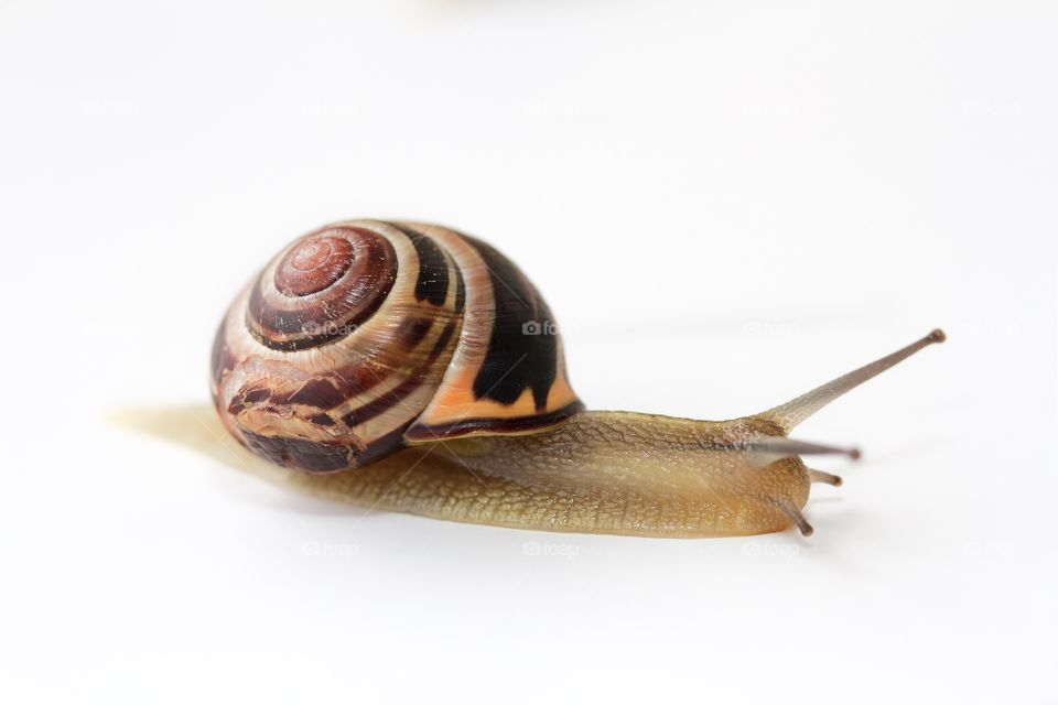 Snail