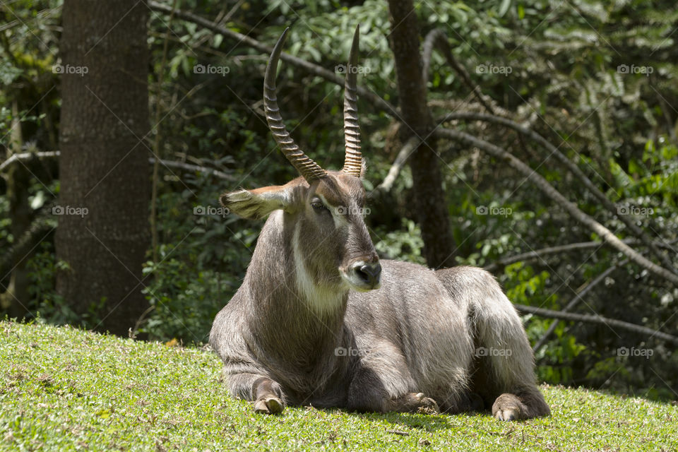 Waterbuck ( Kobus ellipsiprymnus ).