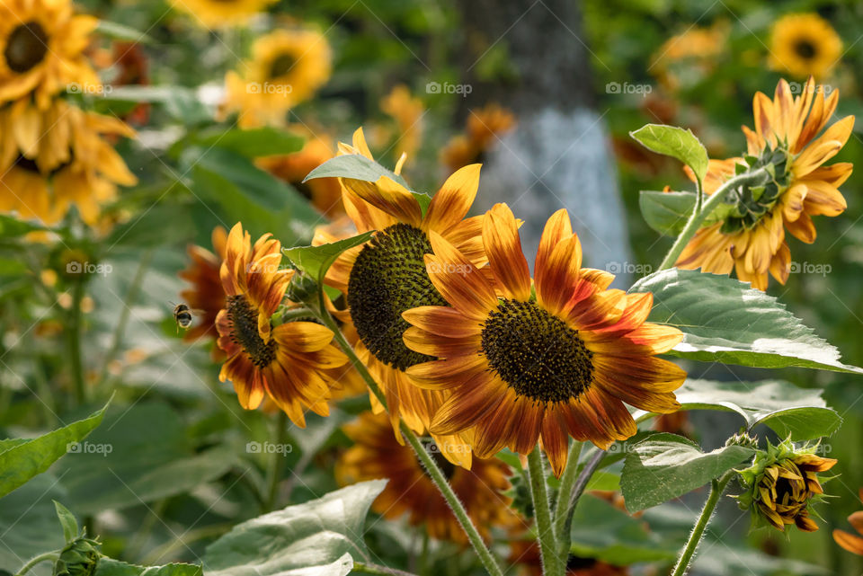 sunflowers bees and bumblebees