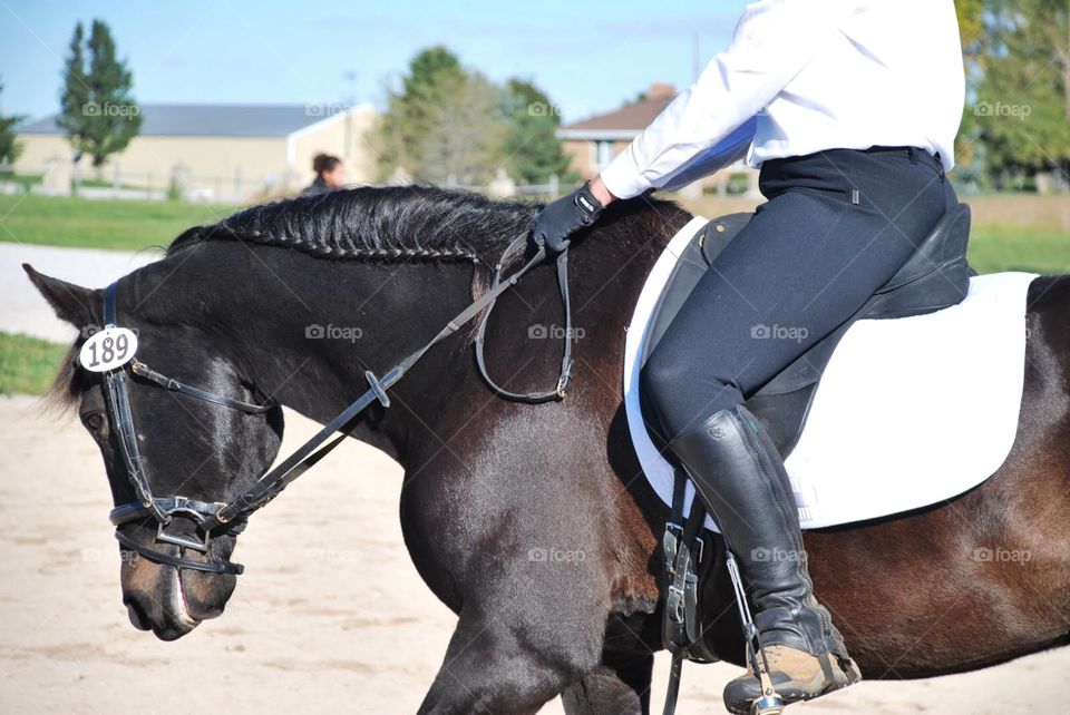 Horse show. A beautiful black horse competes in an equestrian event