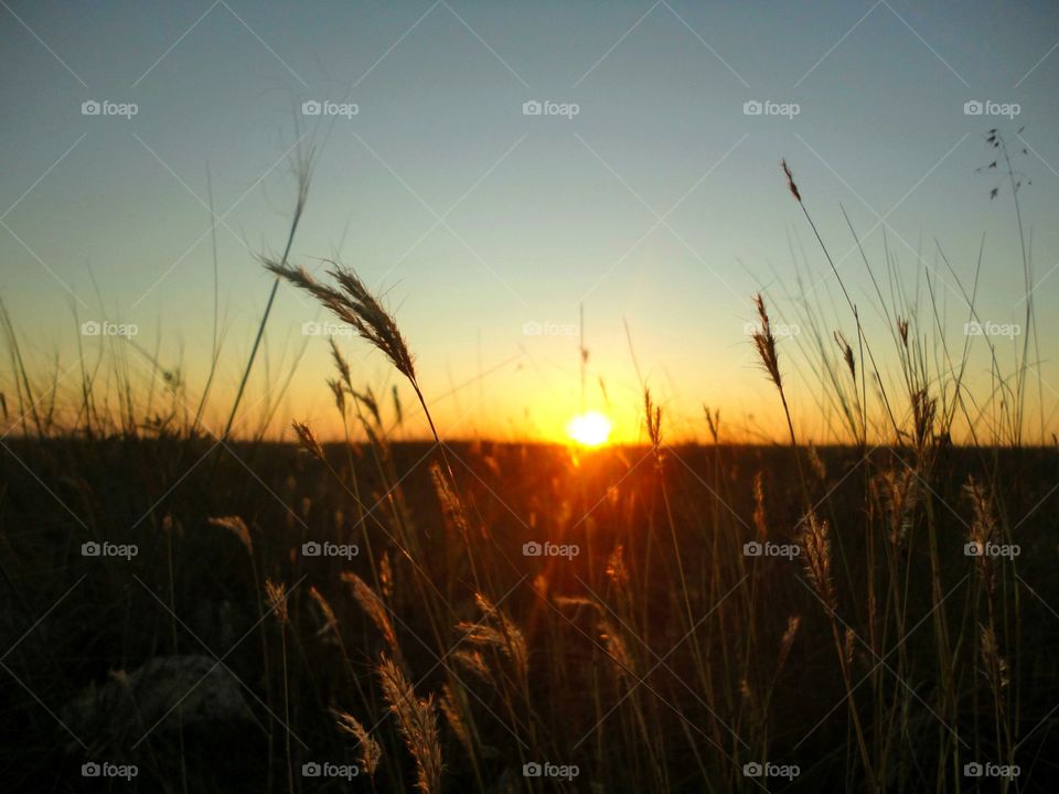 Scenic view of grass in field at sunset