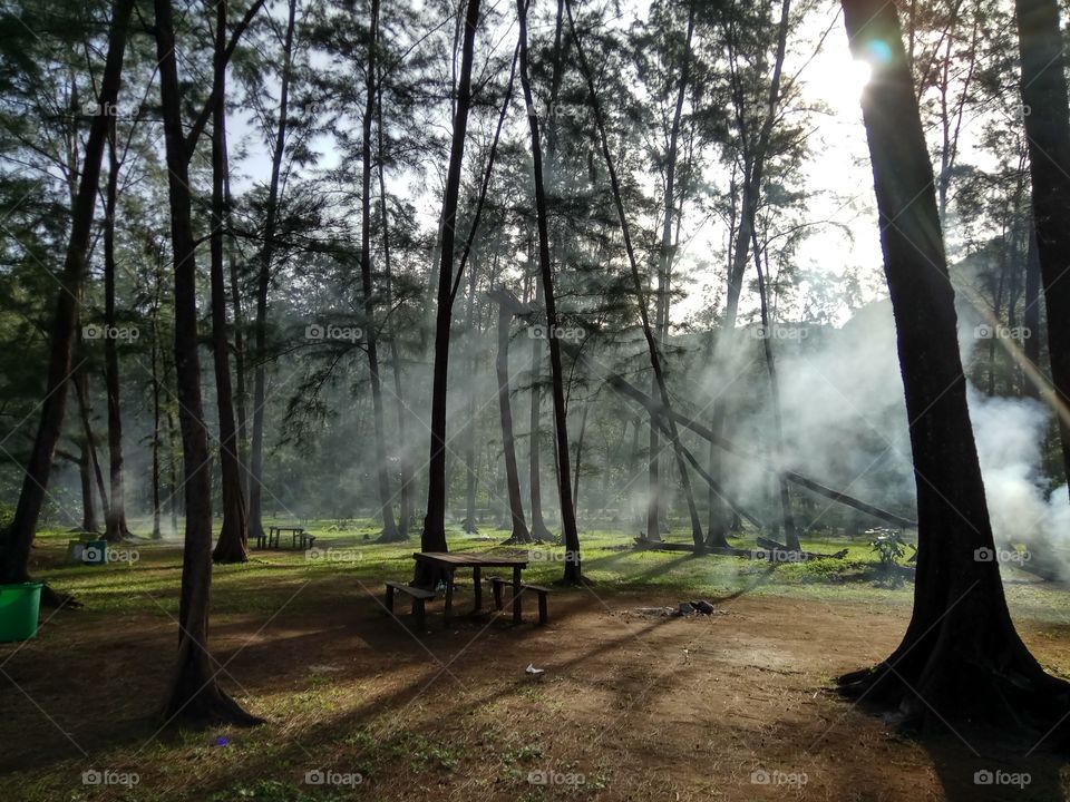 Empty bench and table in forest during foggy weather