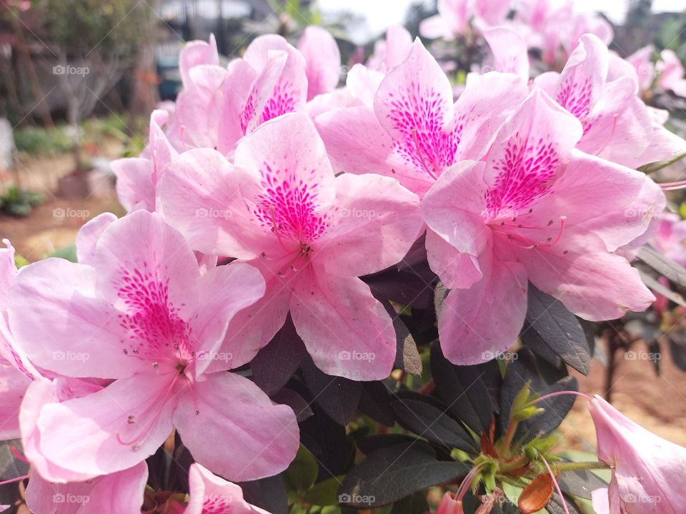 pink Rhododendrons flowers in Spring sunshine