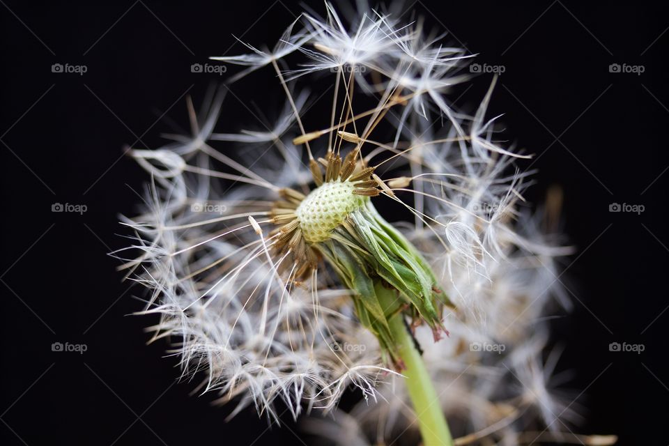 Dried dandelion macro